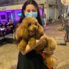 Kelly, barbone nano, 6 anni