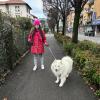 Baozi, samoiedo, 8 anni