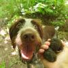 Baffi Selvaggi  Pet Sitter Brianza