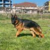 Marcello