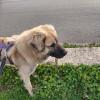 Glauco, uno dei cani del canile