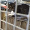 Colonia Felina Gattosamente Miao - rescue