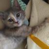 Colonia Felina Gattosamente Miao