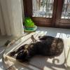 Micia