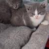 Colonia Felina Gattosamente Miao