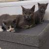 Colonia Felina Gattosamente Miao - rescue