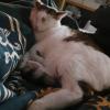 Ermes