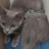 Colonia Felina Gattosamente Miao - rescue