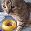 Colonia Felina Gattosamente Miao