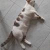 Ermes