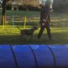 Woof Zone Di Alice Andrea Cornalba