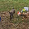 Woof Zone Di Alice Andrea Cornalba