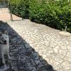 Villa Dogs Pensione Per Cani Carini
