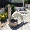 Villa Dogs Pensione Per Cani Carini