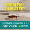 BLATTE INFESTANO IL TUO APPARTAMENTO