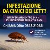 CIMICI DEI LETTI