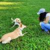 Liam (il mio cane) la sua amica Nala che fanno esercizi