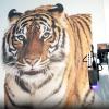 Stampa Verticale di una Tigre in a dimensioni reali 1:1 sulla parete di un ufficio