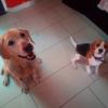 Dogsolution