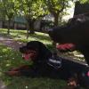 Dogsolution