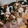 La mia banda di Cavalier King