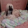 Dogsolution