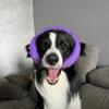 Il Cane Reale Di Giulia Tellaroli