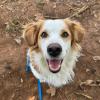 Il Cane Reale Di Giulia Tellaroli