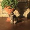 Mattia