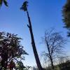 Abbattimento in Treeclimbing