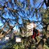 Potatura in Treeclimbing 