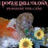 I Dogue Dell'Olona