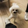 Titti Dogsitter