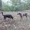 Teo con il suo amico Otto