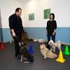 Centro Animal Wellenss Dott.marcello Messina