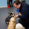 Centro Animal Wellenss Dott.marcello Messina