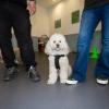Centro Animal Wellenss Dott.marcello Messina