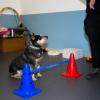 Centro Animal Wellenss Dott.marcello Messina