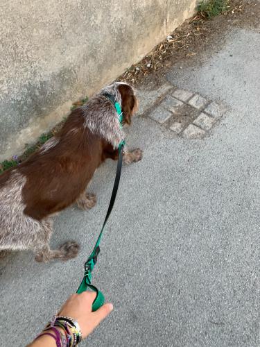 Box per Cani da esterno - Rosignano Marittimo 