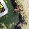Molly, Irisch Terrier, Asia, meticcio ,8/9 mesi
