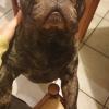 Nio, Bouledogue francese, 6 anni