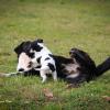 SCUOLA PER CUCCIOLI (Puppy Class)