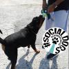 giocare con il cane LEONE, rott