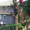 Treeclimberservice