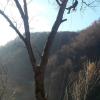 Treeclimberservice