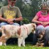 socializzazione cuccioli pastore tedesco e pastore australiano