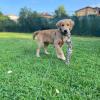 Margot 3 mesi mix golden retriever durante un gioco di relazione