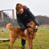 Campo Estivo Per Cani