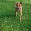 Campo Estivo Per Cani