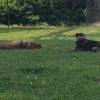 Campo Estivo Per Cani